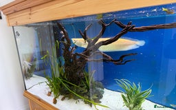 Cichlids fish for sale: Albino Arowana - Image 12