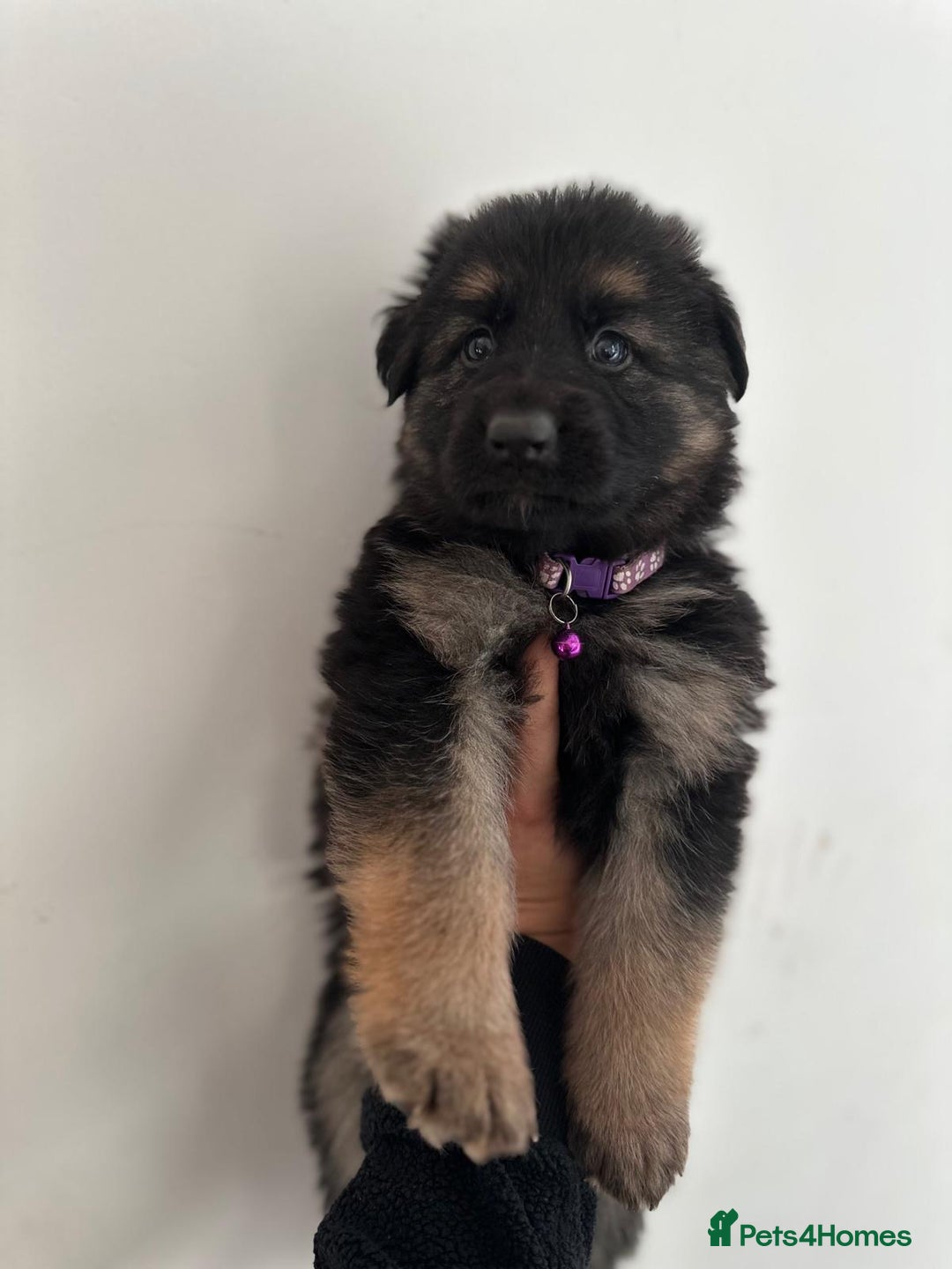 German Shepherd dogs for sale: READY TO LEAVE German shepherd puppies - Advert 8