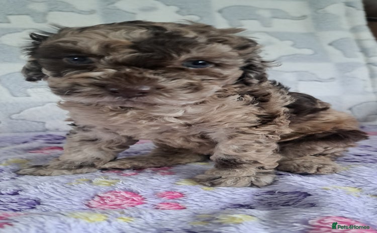 Miniature Poodle dogs - Advert 4