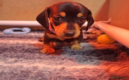 Miniature Dachshund dogs for sale: 5 gorgeous miniature dachshund puppies for sale  - Image 29