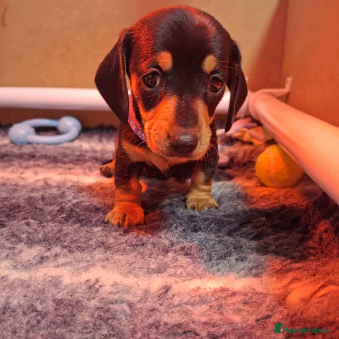 Miniature Dachshund dogs for sale: 5 gorgeous miniature dachshund puppies for sale  - Image 29
