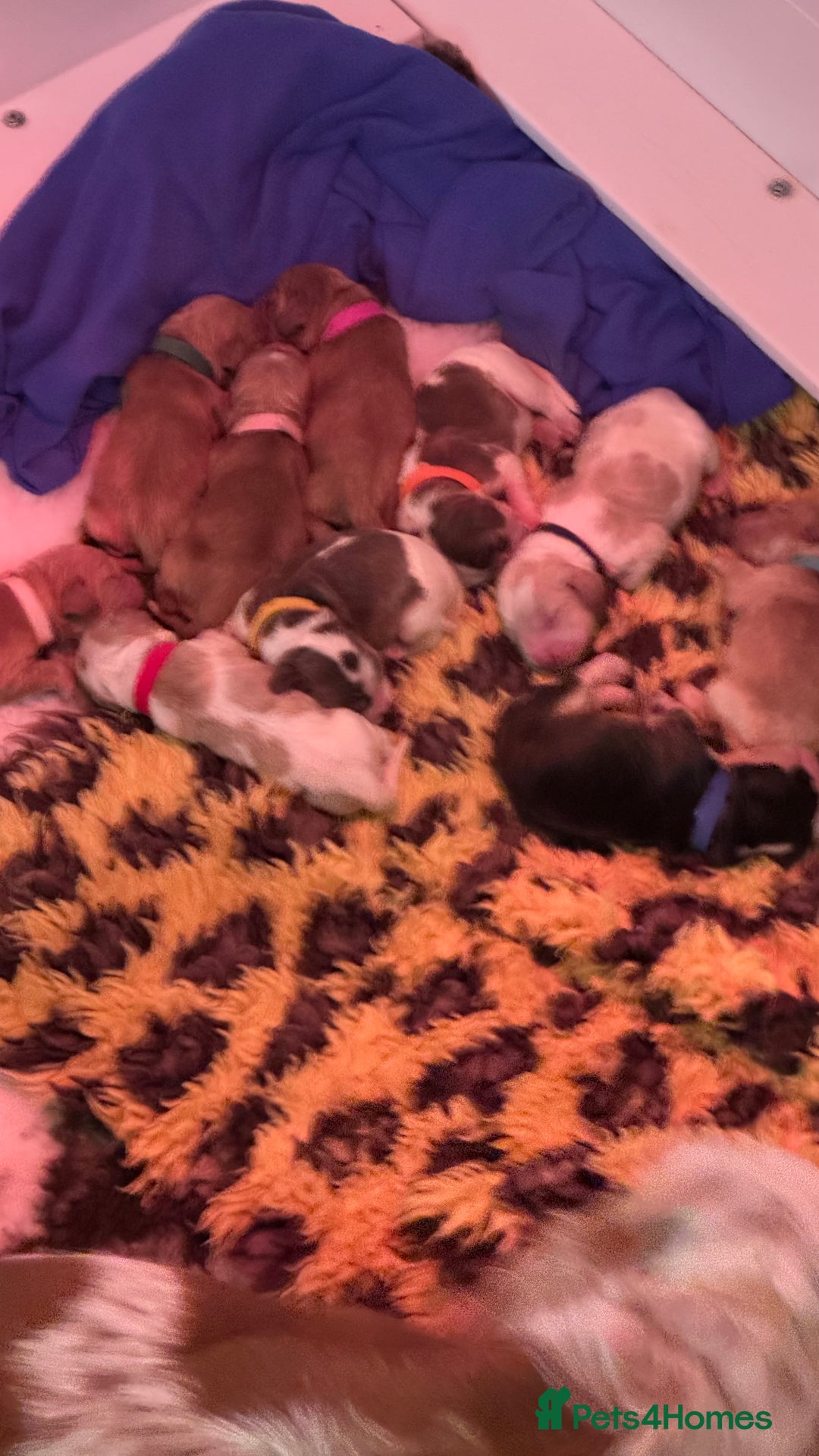 Cocker Spaniel dogs for sale: KC show type cocker spaniels  - Image 8