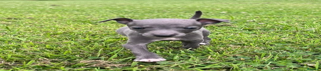 Italian Greyhound Puppy 1