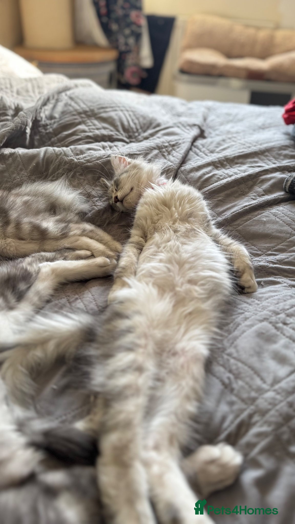 Maine Coon cats 3 left BlackSilver classic tabby Mainecoon kittens - Advert 12