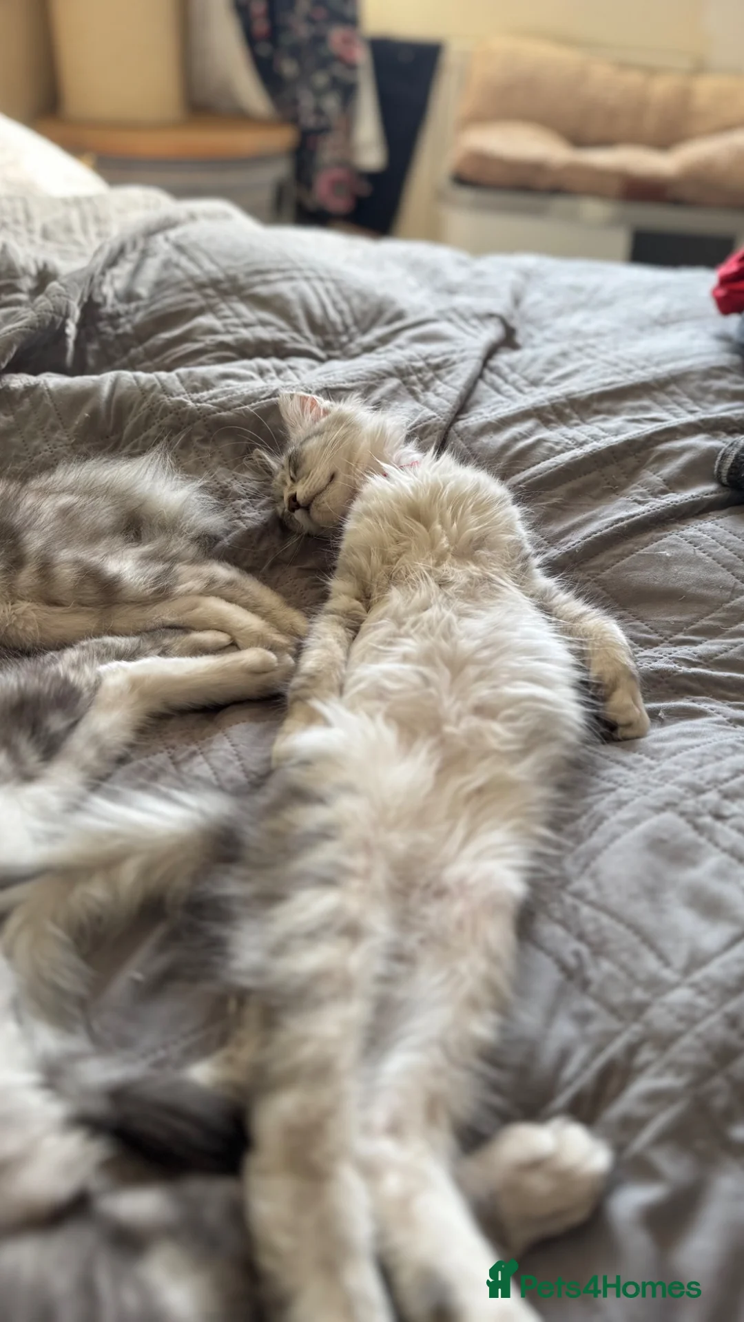 Maine Coon cats for sale: 3 left BlackSilver classic tabby Mainecoon kittens - Advert 2