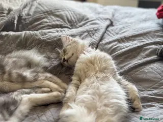 Maine Coon cats 3 left BlackSilver classic tabby Mainecoon kittens - Advert 12