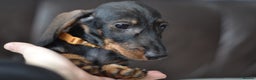 Miniature Dachshund dogs for sale: KC Reg Miniature Dachshund Wire Haired Boy - Advert 2