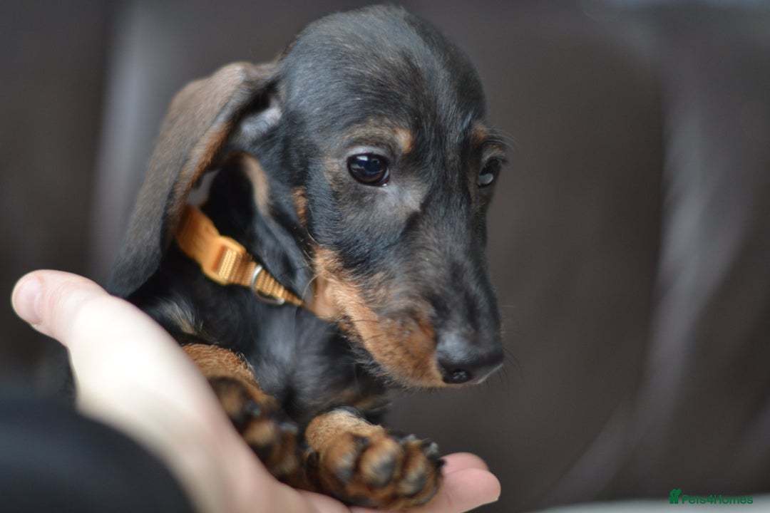 Miniature Dachshund dogs for sale: KC Reg Miniature Dachshund Wire Haired Boy - Advert 2