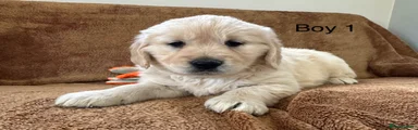 Golden Retriever Puppy 1