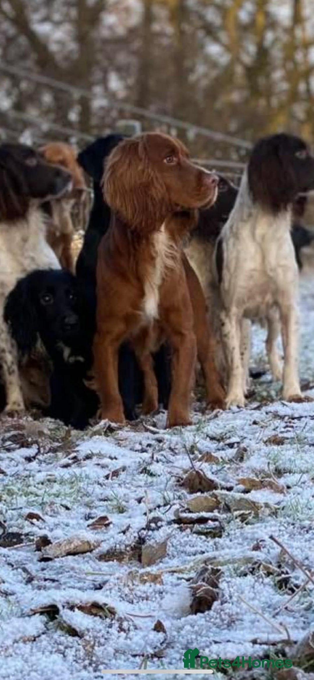 Cocker Spaniel dogs for sale: Working Cocker pups  - Advert 8