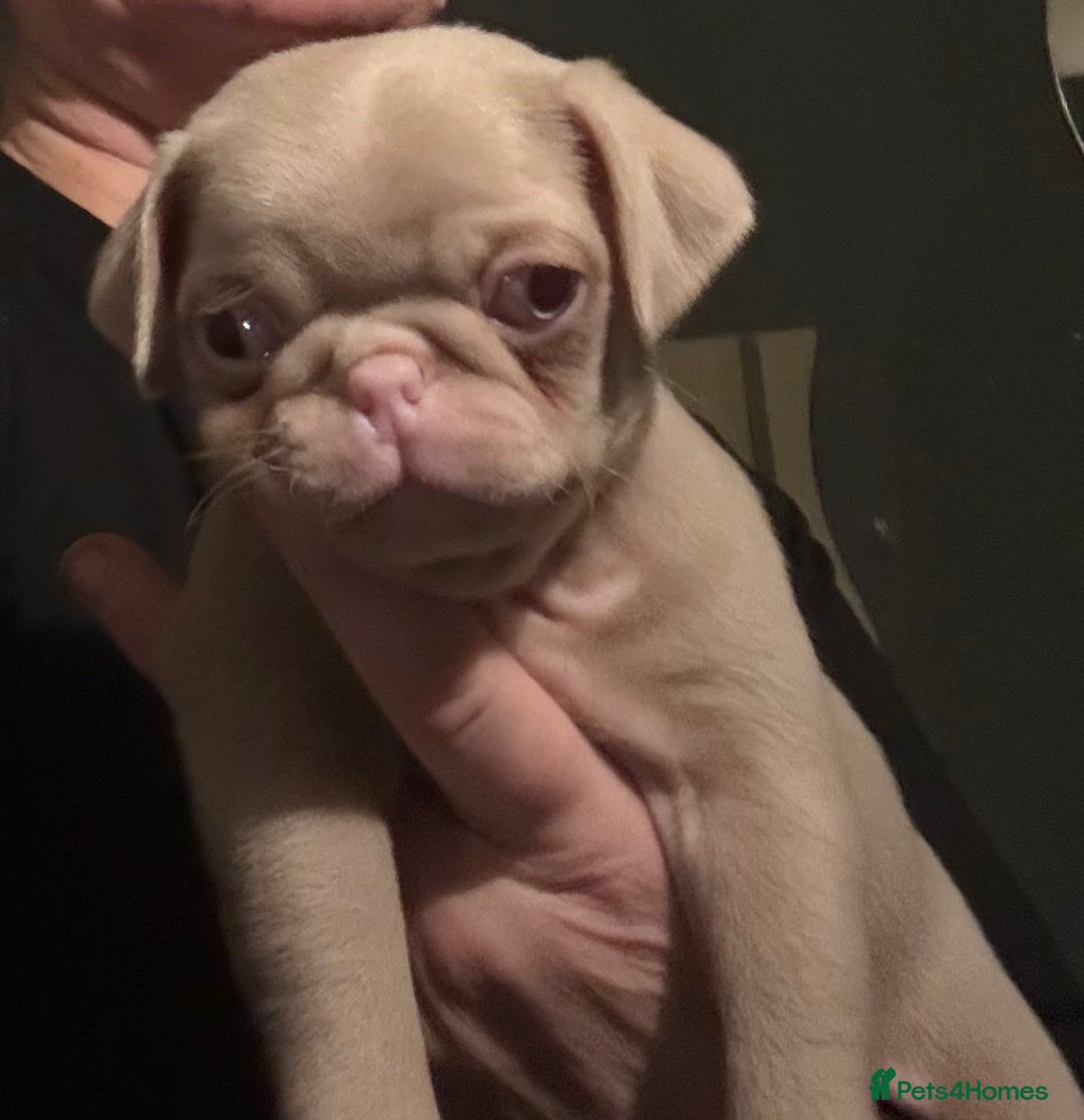 Pug dogs for sale: Male & Female Pug pups - Advert 8