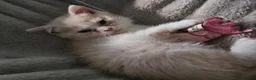 British Shorthair cats for sale: GCCF ready to leave British Shorthair - Advert 4