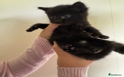 Domestic Shorthair cats for sale: Female tortoise shell and fluffy black with spots - Image 2