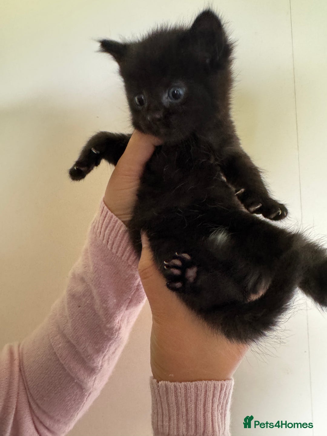 Domestic Shorthair cats for sale: Female tortoise shell and fluffy black with spots - Image 2
