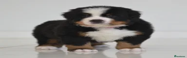 TITAN