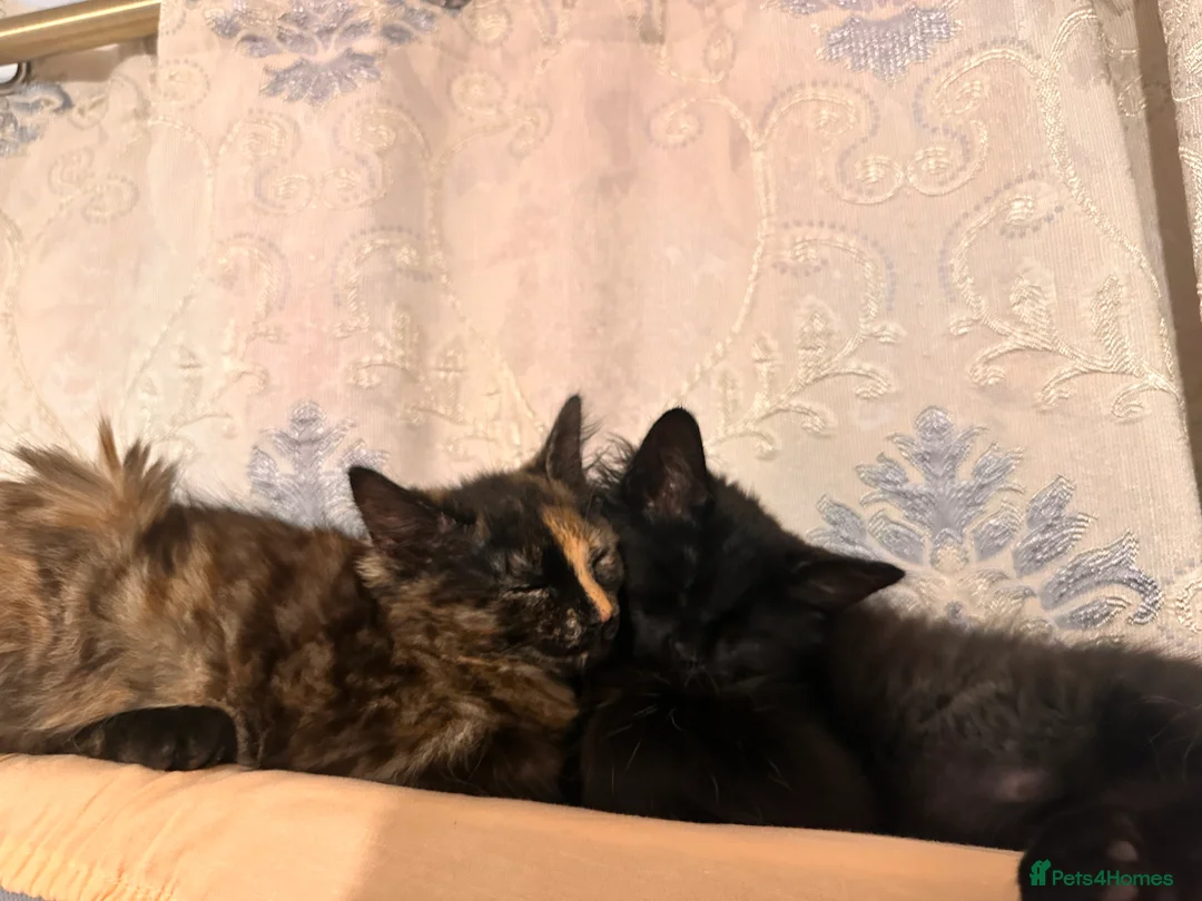 Mixed Breed cats for sale: Female cat for rehoming - Advert 3