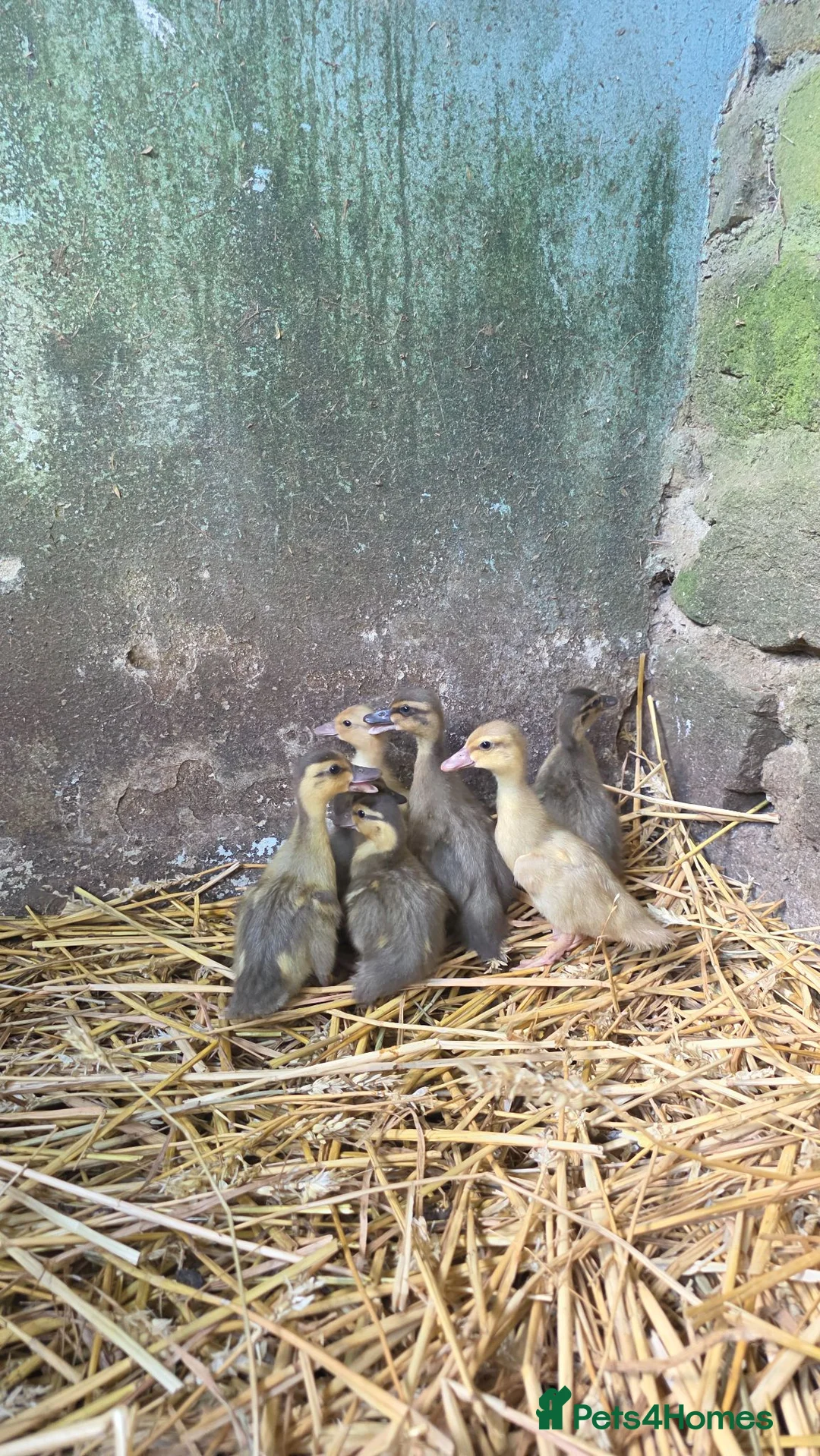 Ducks poultry for sale: Call ducklings for sale in Hexham - Advert 2