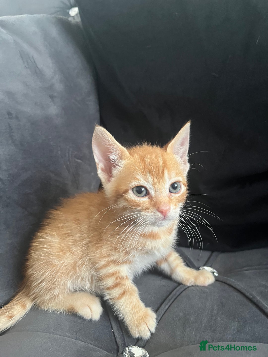Bengal cats for sale: Bengal Kittens - Image 5
