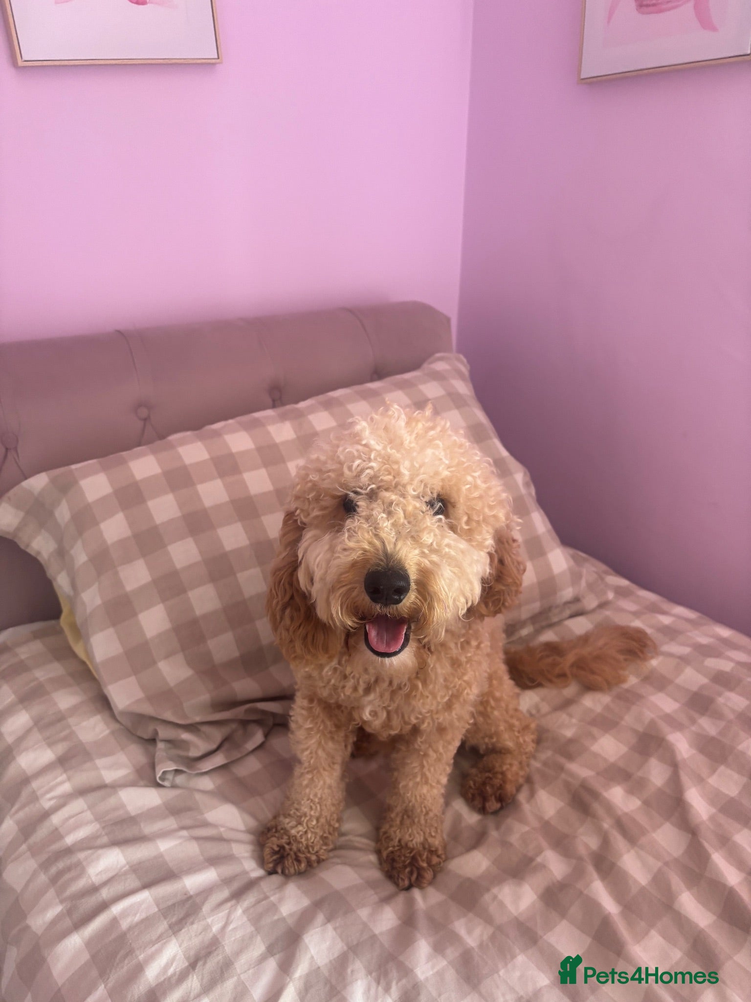 Cockapoo dogs Tommy cockapoo🐶🦴 - Advert 10
