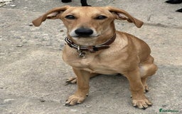 Mixed Breed dogs for adoption: Sweet and loveable Honey, 5 months old - Image 14