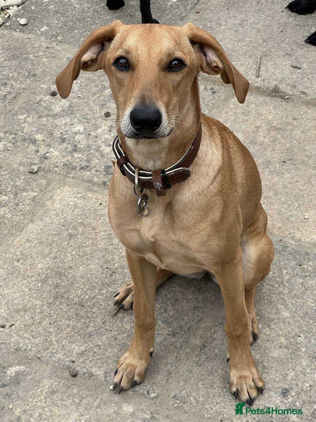 Mixed Breed dogs for adoption: Sweet and loveable Honey, 5 months old - Image 14