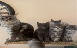 Maine Coon cats for sale: Pure Maine Coon Kittens READY TO LEAVE now! - Image 8