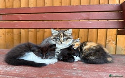Mixed Breed cats for sale: 3 little kittens  - Image 4