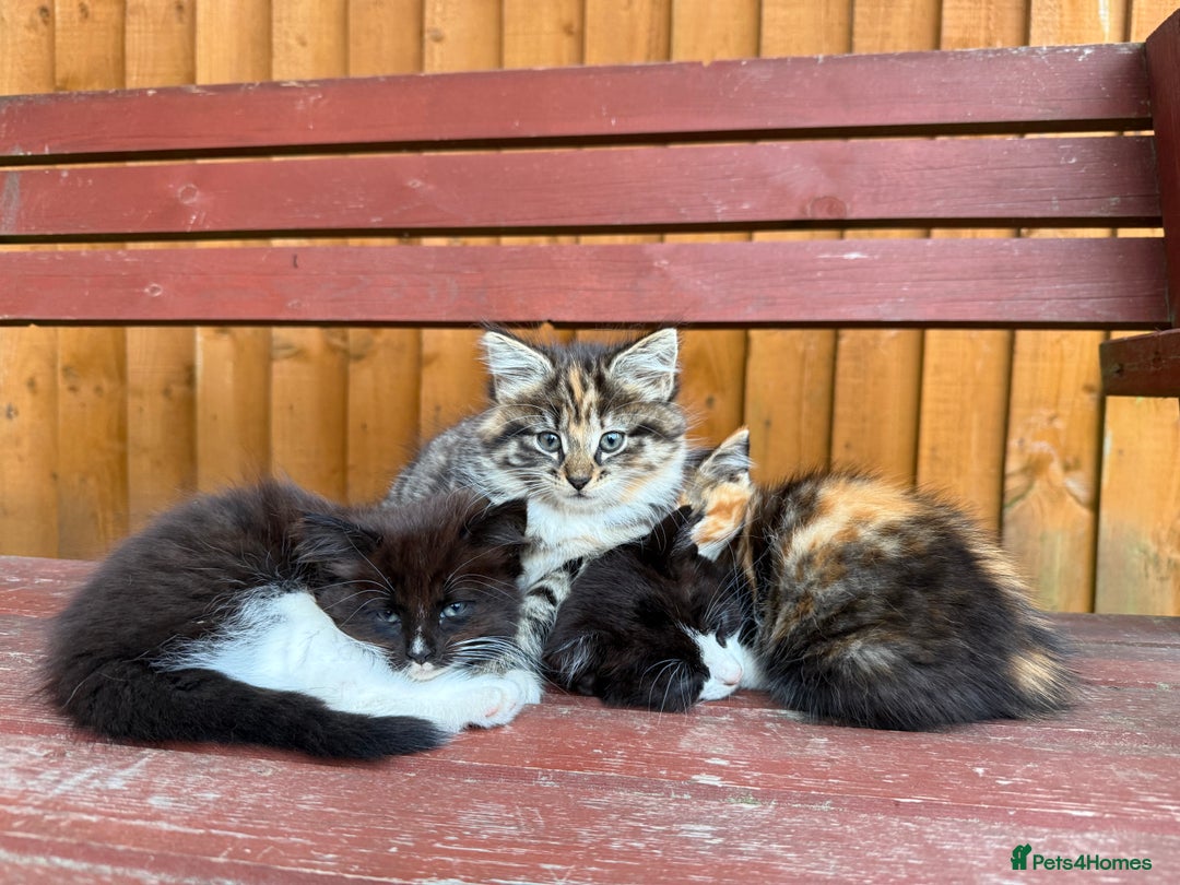 Mixed Breed cats for sale: 3 little kittens  - Image 4