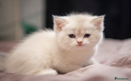 British Shorthair cats for sale: British shorthair kittens  - Image 4