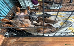 Dachshund dogs for sale: Gorgeous mini dachshund puppies!! - Image 16