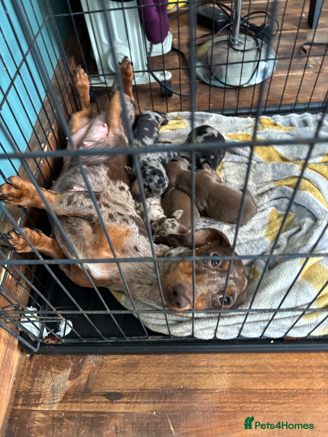 Dachshund dogs for sale: Gorgeous mini dachshund puppies!! - Image 16