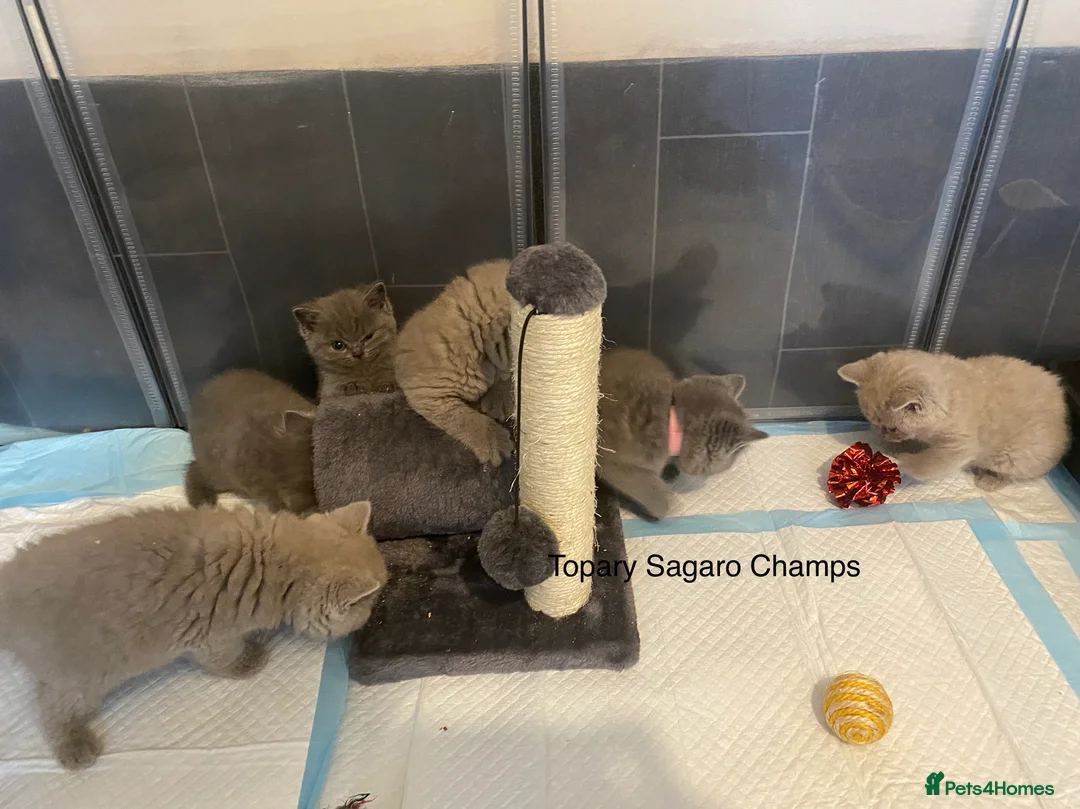 British Shorthair cats for stud: Proven Stud/Blood B/Choc carrier TICA/GCCF REG in Dartford - Advert 11