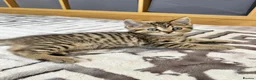 British Shorthair cats for sale: Four Beautiful BSH Tabby Kittens  - Advert 25