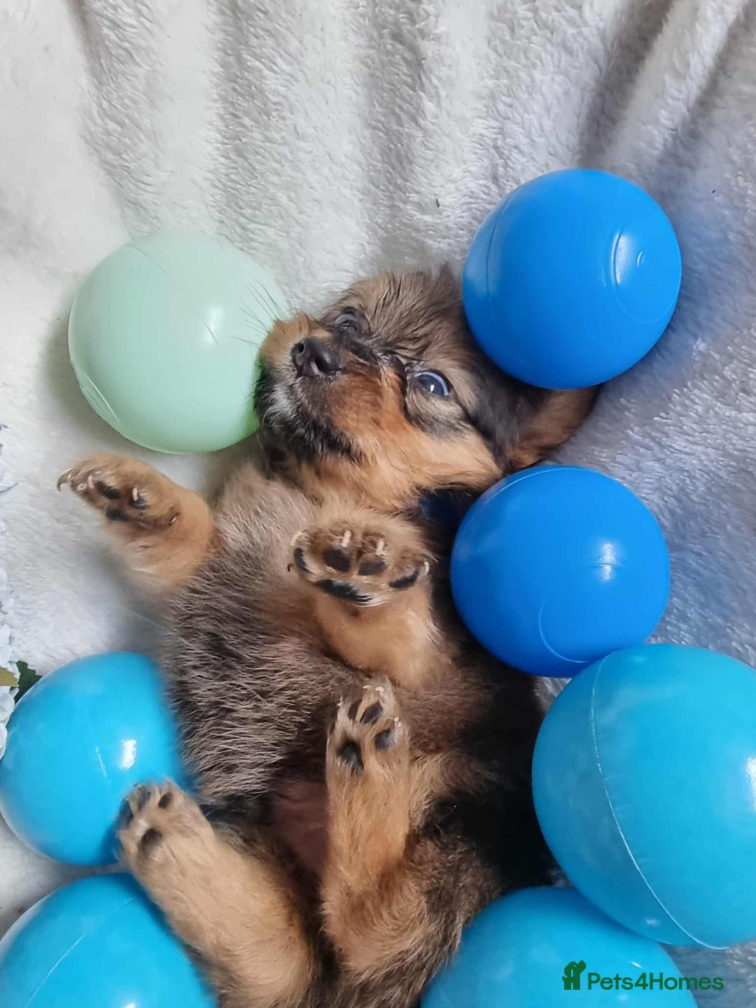Mixed Breed dogs for sale: Miniature Dachshund x Pomeranian Puppies - Image 3