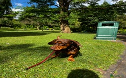 Mixed Breed dogs for stud: Meet Wilbur – Our 1/1 Cocker Spaniel x Dachshund - Image 13