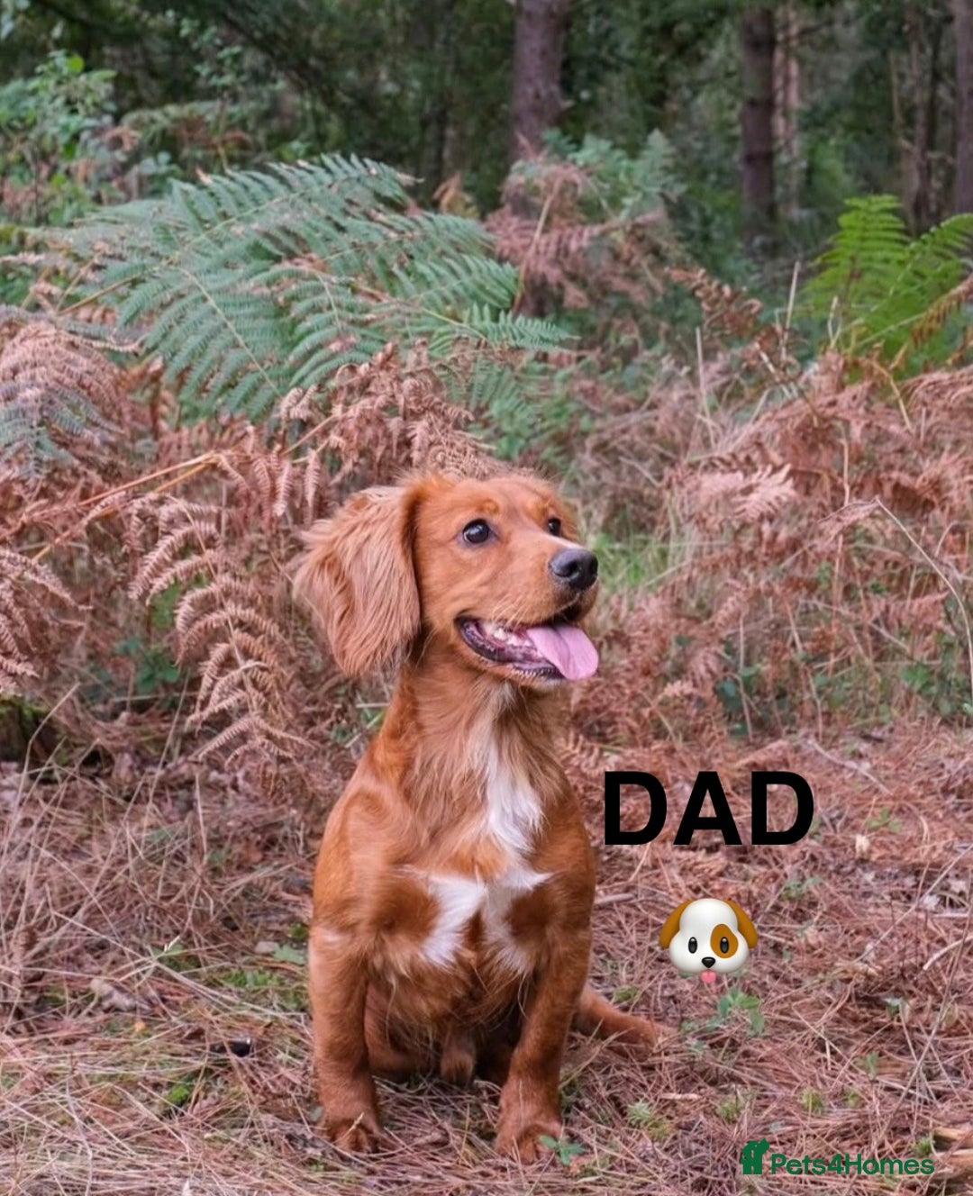 Cocker Spaniel dogs for sale: Beautiful Cocker Spaniel Pup Ready To Go 💙 - Advert 4