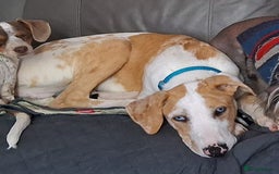 Greyhound dogs for sale: Bouncing Beau  - Image 2