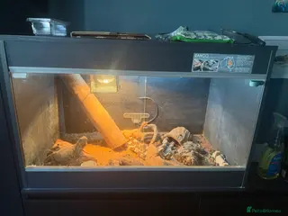 Bearded Dragon reptiles Bearded dragon (Rango) - Advert 1