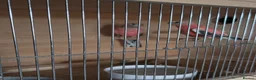 Parakeets birds for sale: Parakeets  - Advert 3
