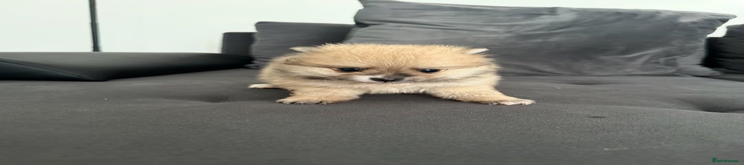 Pomeranian Puppy 4