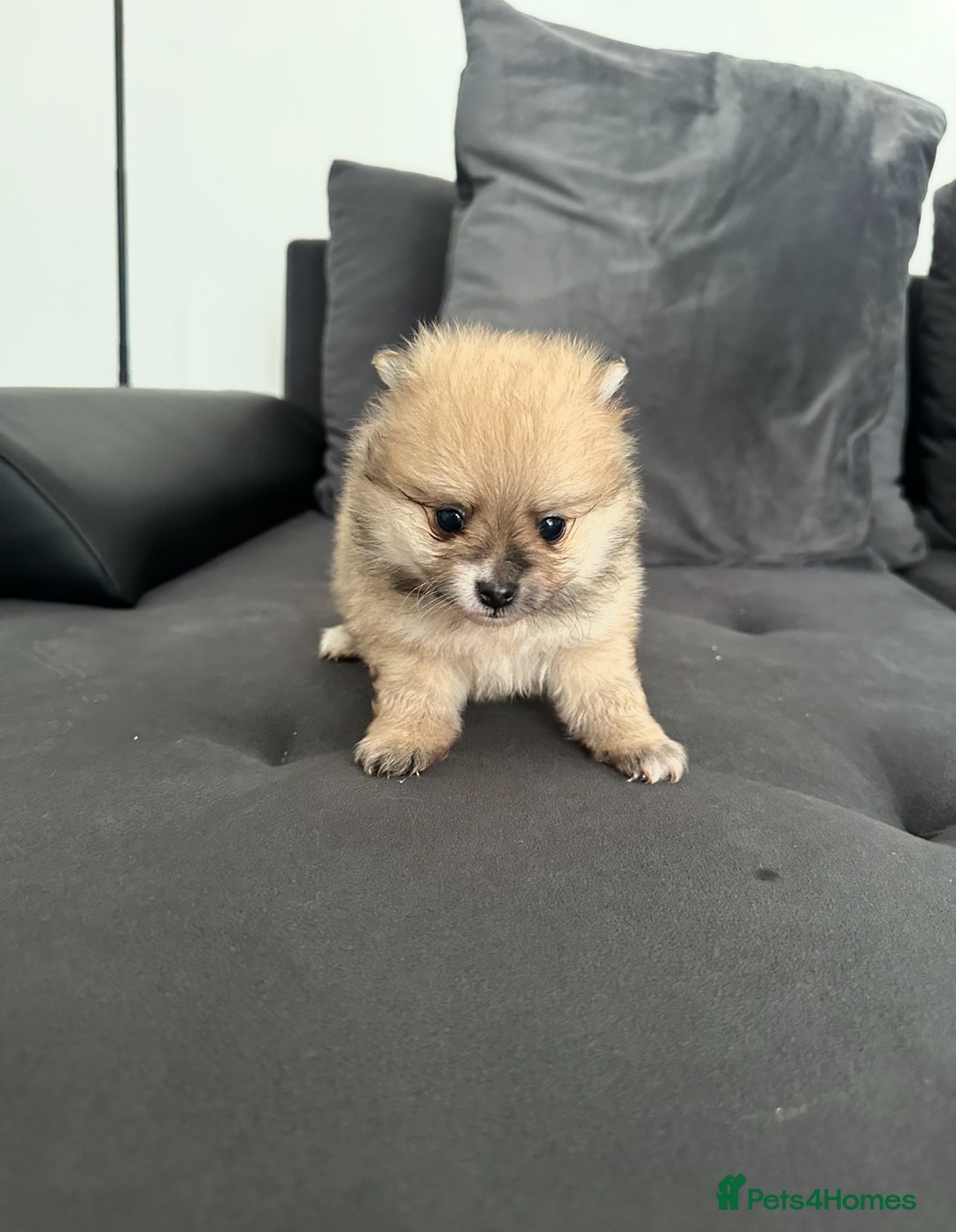 Pomeranian dogs for sale: Pomaranian puppies - Image 5