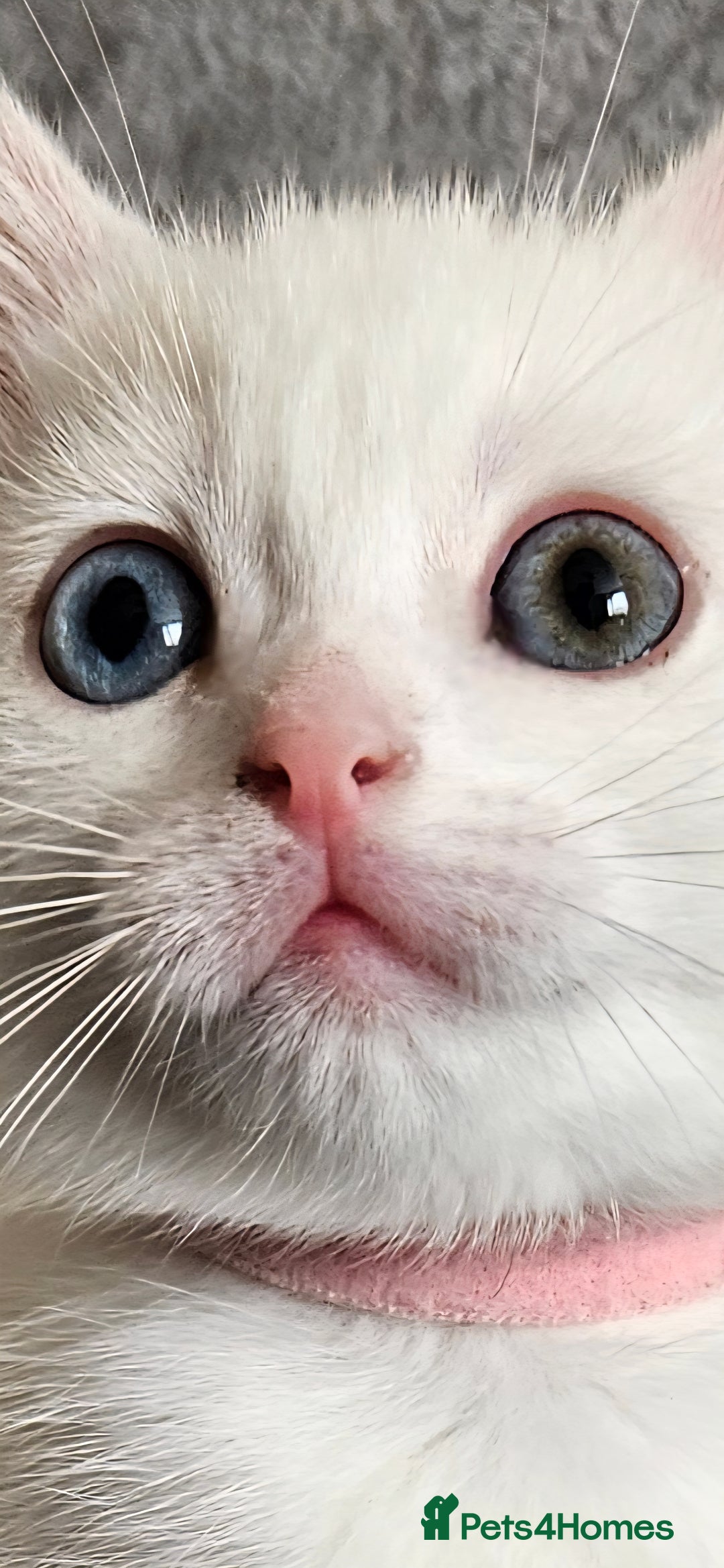 Mixed Breed cats for sale: Scottish straight cross kittens - Image 19