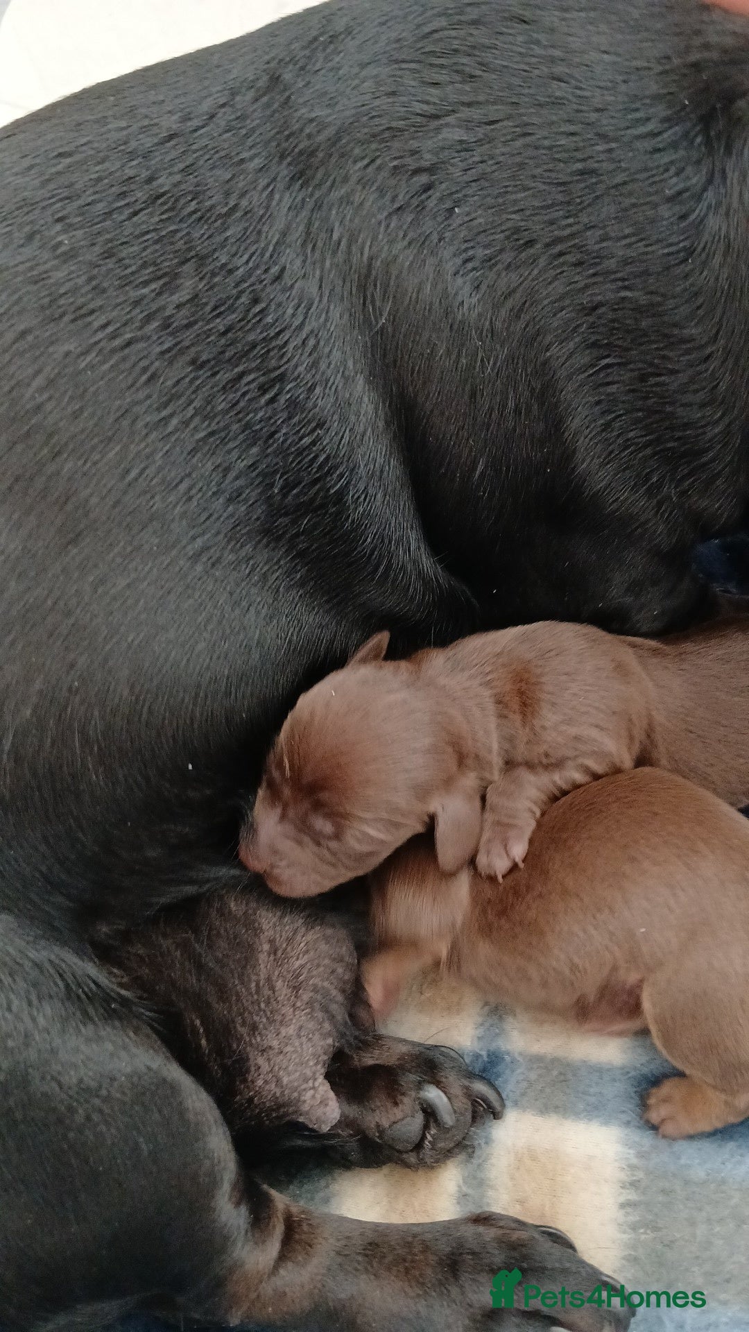 Miniature Dachshund dogs for sale: Miniature dashhounds  - Advert 3