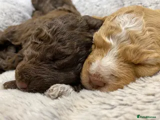 Lagotto Romagnolo dogs Lagotto Romagnolo puppies - Advert 1