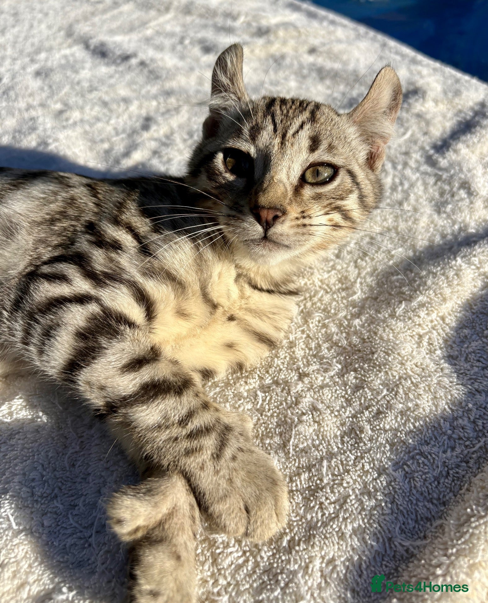 Keetso cats Awesome rare silver polydactyl female  - Advert 2
