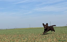 Labrador Retriever dogs for stud: Proven KC Reg Labrador health tested stud in Olney - Image 16