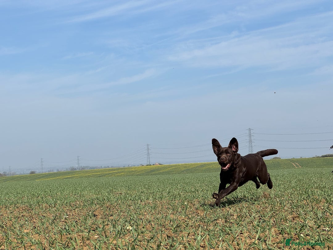 Labrador Retriever dogs for stud: Proven KC Reg Labrador health tested stud in Olney - Image 16