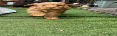 Cockapoo Puppy 1