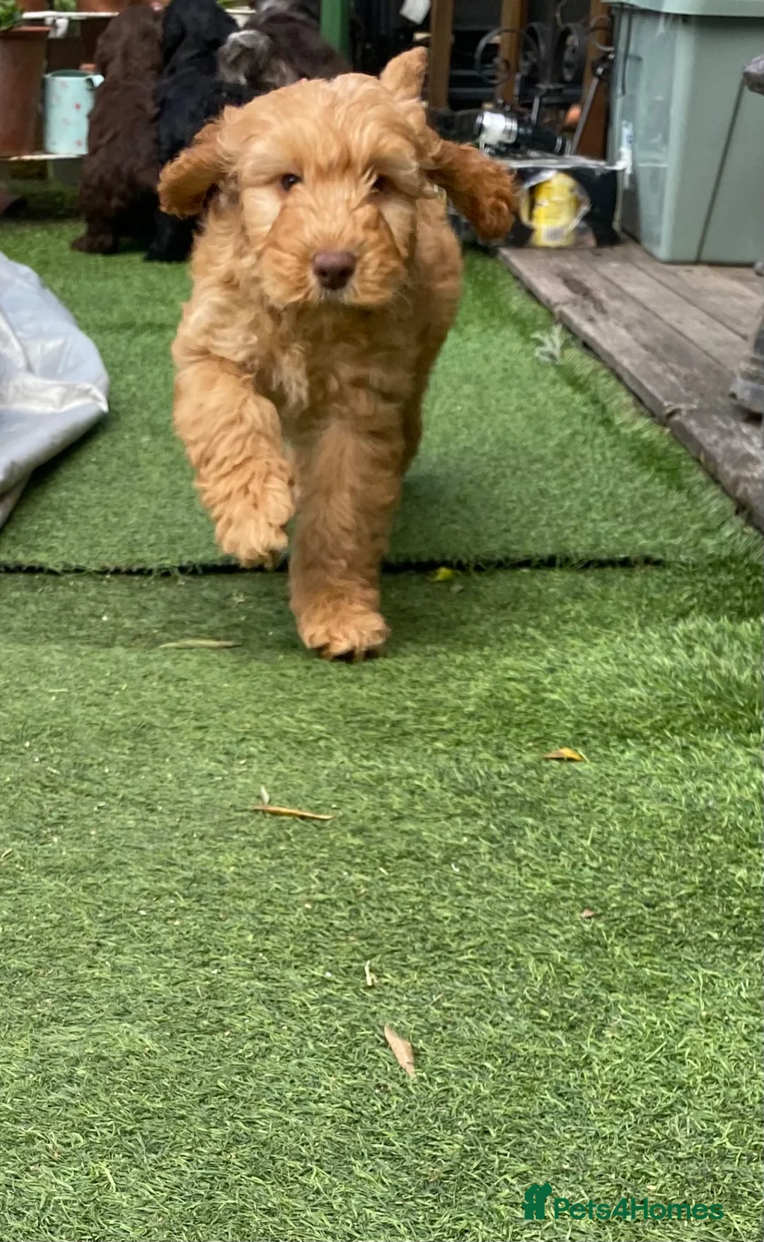 Cockapoo dogs for sale: Gorgeous Cockapoo Boys  - Advert 33