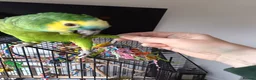 Parrots birds for sale: Blue fronted Amazon 8months - Advert 2